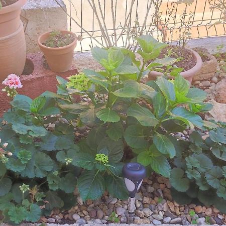 Apartman Campo Šibenik Buitenkant foto